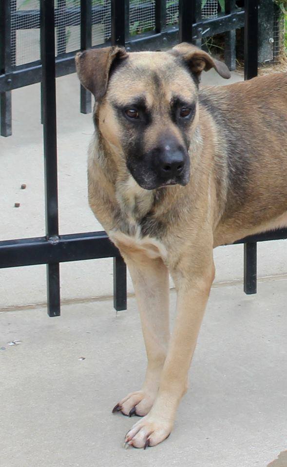 Other Photos of thie Dog