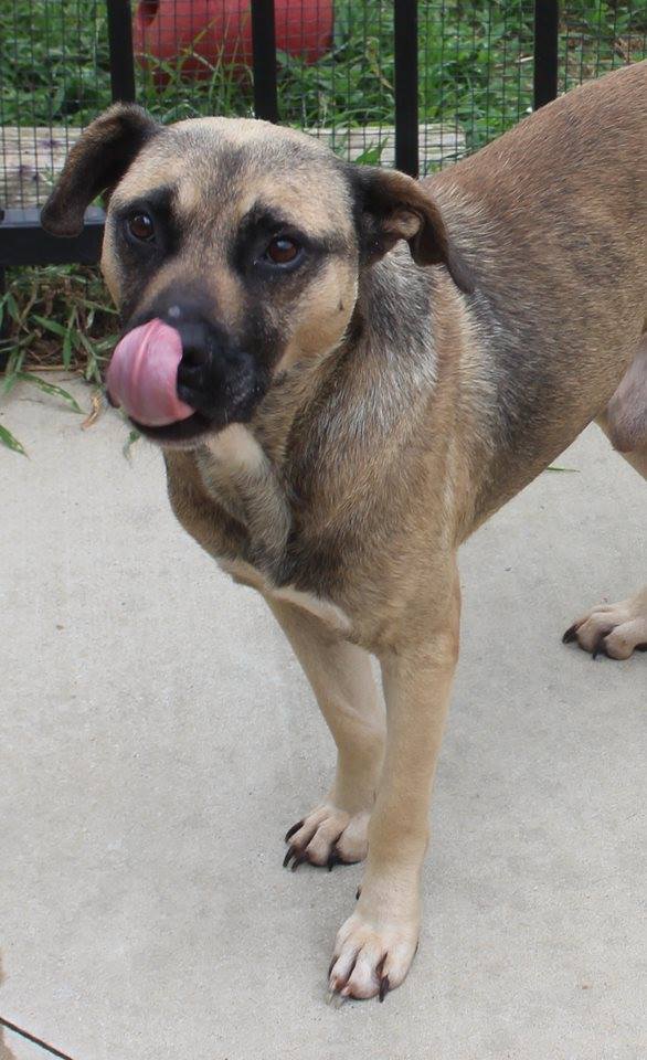 Other Photos of thie Dog