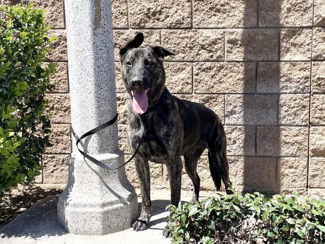 Main Photo of this Dog