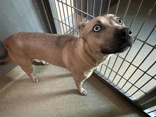 Other Photos of thie Dog
