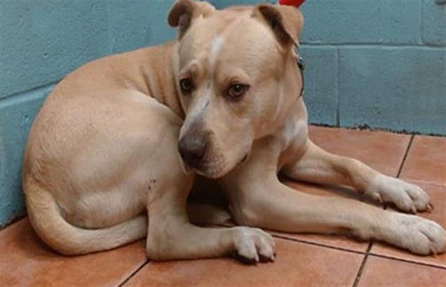 Main Photo of this Dog