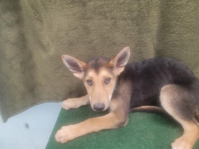 Other Photos of thie Dog