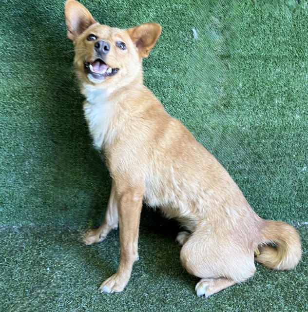 Adoptable pet photo