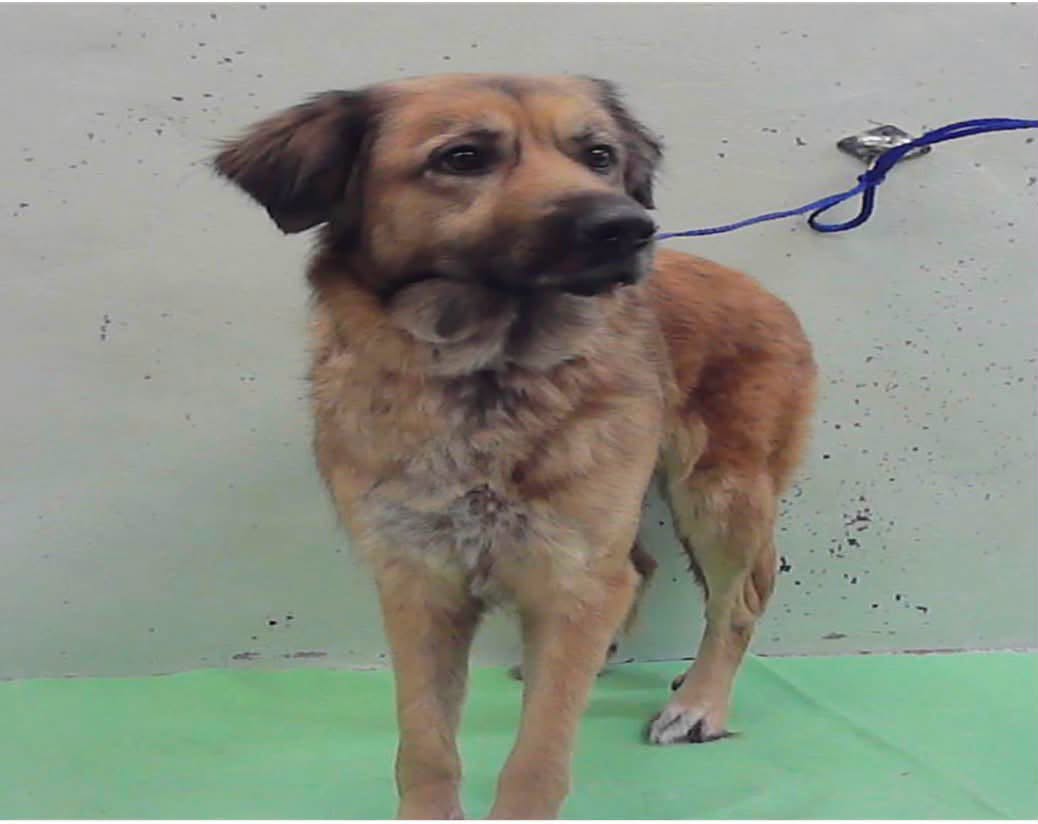 Brownie, a Shepherd, available for adoption