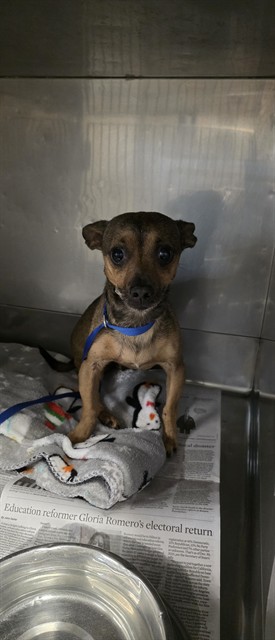 Teddy, a Chihuahua, available for adoption