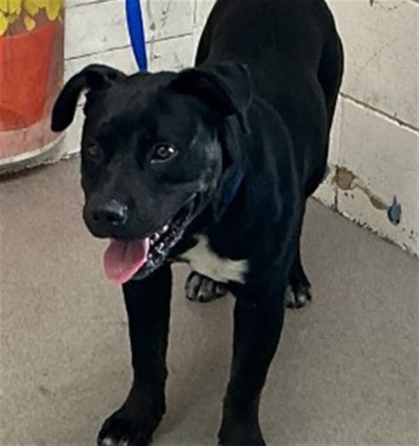 Ardin, a Pit Bull Terrier (mix breed), available for adoption