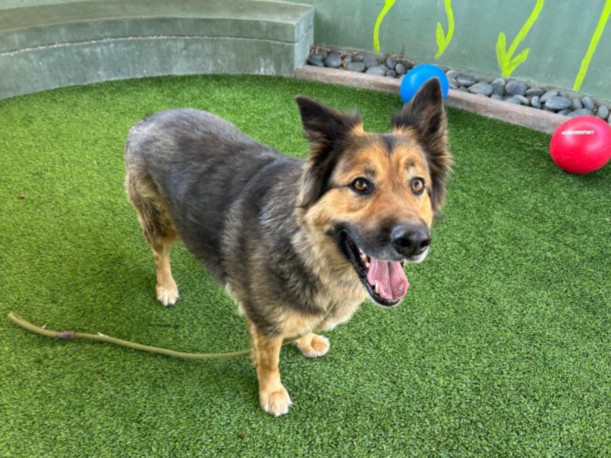 Debo, a German Shepherd, available for adoption