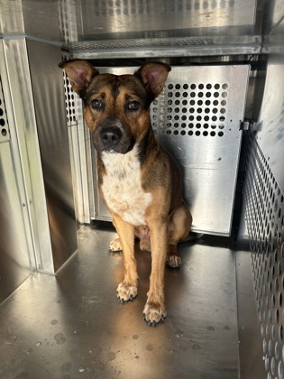 Macaroni Penguin, a Shepherd, available for adoption