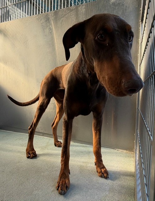 Scooby, a Doberman Pinscher, available for adoption