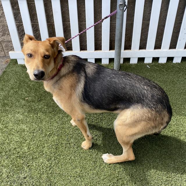 Kelly, a German Shepherd, available for adoption