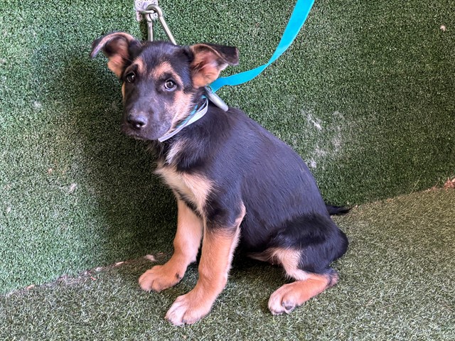 Apple, a German Shepherd, available for adoption