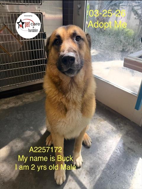 Buck, a German Shepherd (mix breed), available for adoption