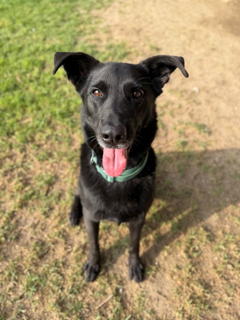 Jeffrey, a Shepherd, available for adoption