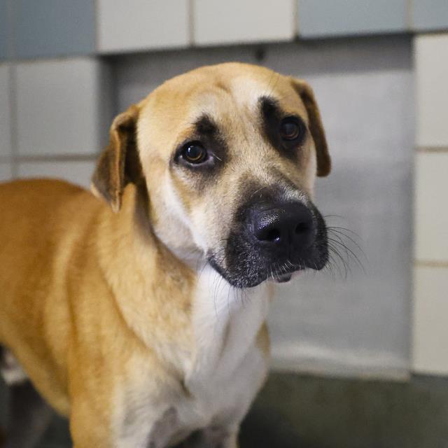 Andy, a Shepherd (mix breed), available for adoption