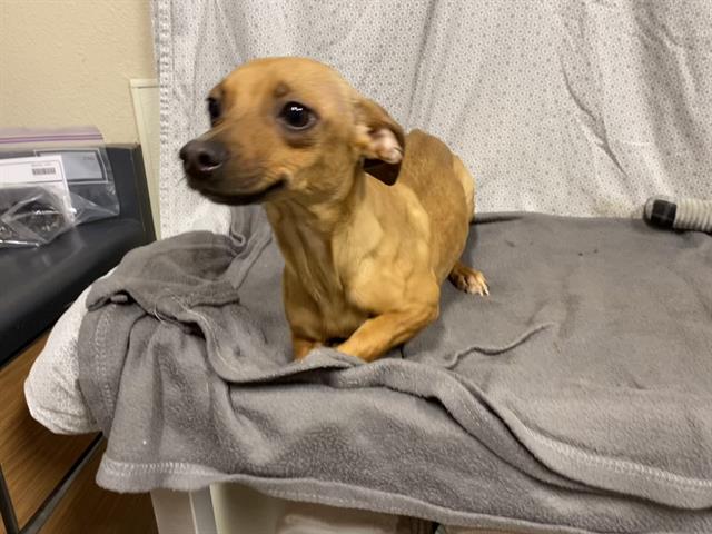 Clary, a Chihuahua, available for adoption