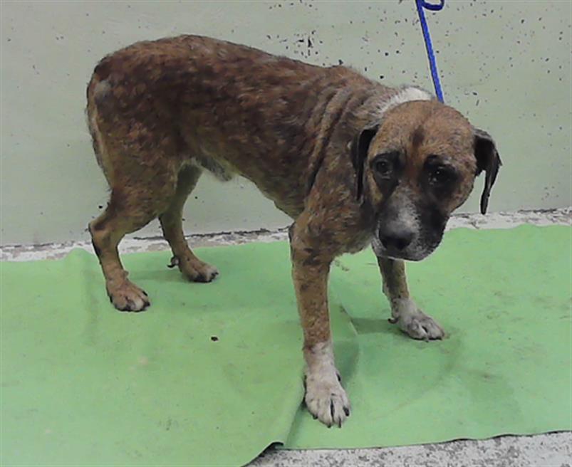 Wolfy, a Staffordshire Bull Terrier (mix breed), available for adoption