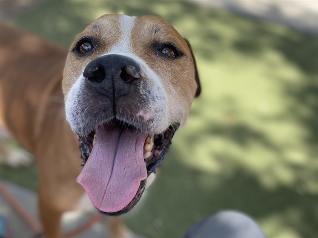 Fantastic, a Bullmastiff (mix breed), available for adoption