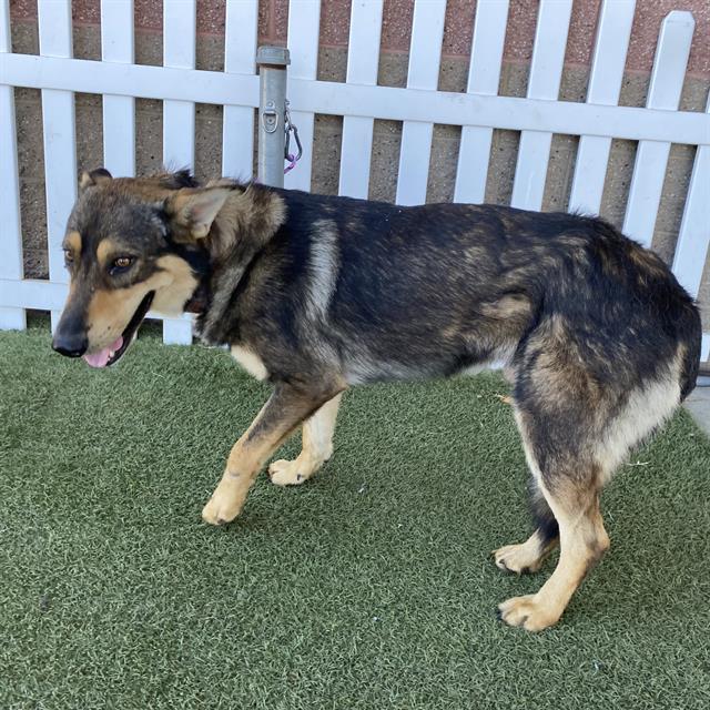Chevy, a German Shepherd, available for adoption