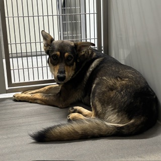 Adoptable pet photo