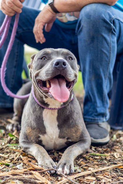 Athelle, a Pit Bull Terrier (mix breed), available for adoption