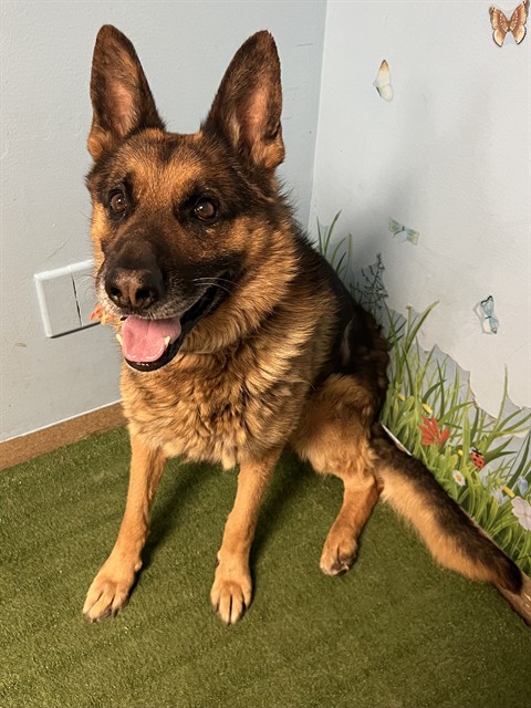 The Red Guy, a German Shepherd, available for adoption