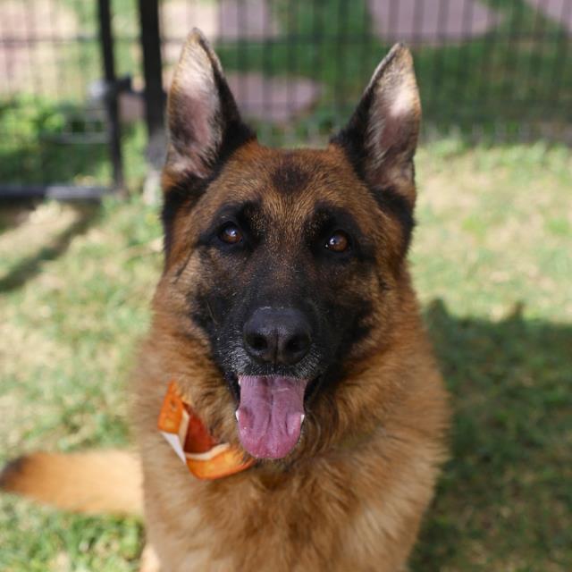 Esme, a German Shepherd, available for adoption