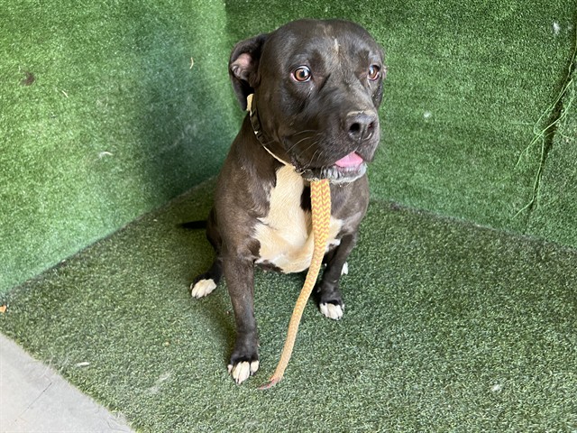 Cadie, a Pit Bull Terrier, available for adoption