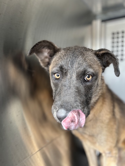 Adoptable pet photo
