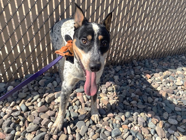 Adoptable pet photo