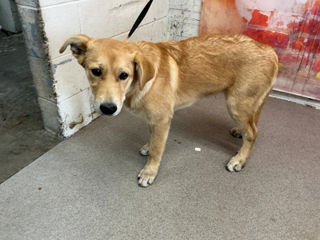 Adoptable pet photo