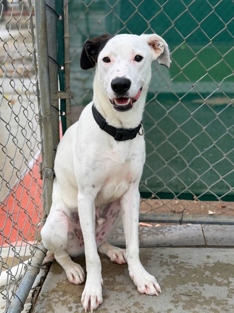 Victor (A.K), a Dalmatian, available for adoption