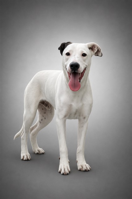 Adoptable pet photo