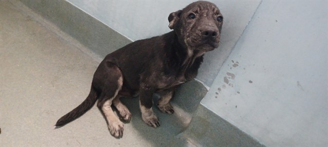 Adoptable pet photo