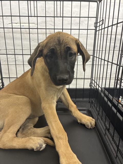 Pit Bull Terrier (mix breed) available for adoption