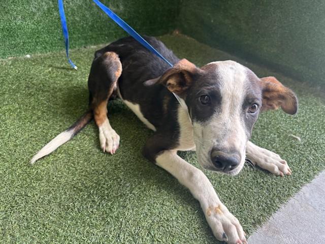 Molly, a Border Collie, available for adoption