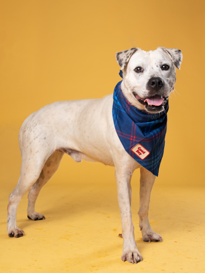 Red Tail, a Terrier (mix breed), available for adoption