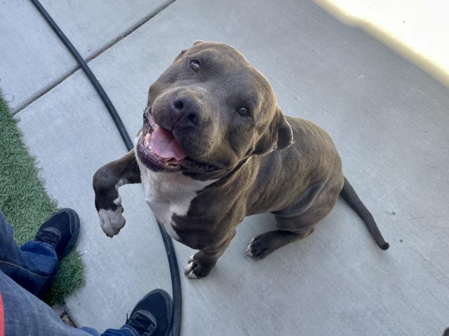 Dice, a Pit Bull Terrier, available for adoption