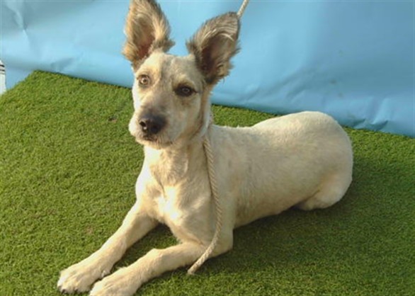 Daisy, a Terrier, available for adoption