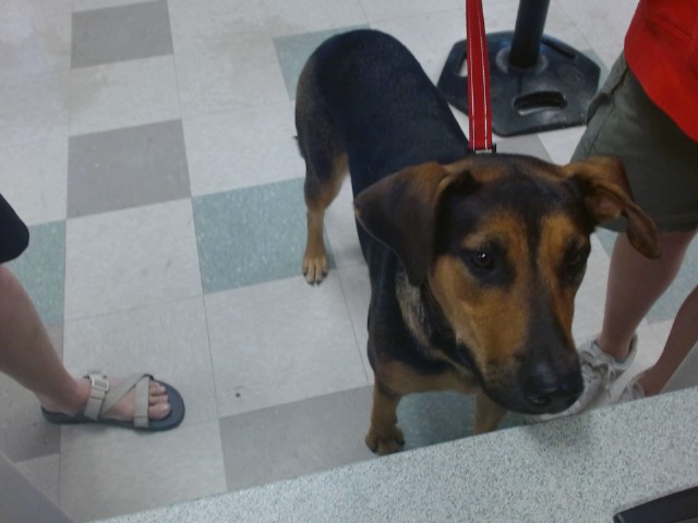 A479910, a German Shepherd (mix breed), available for adoption
