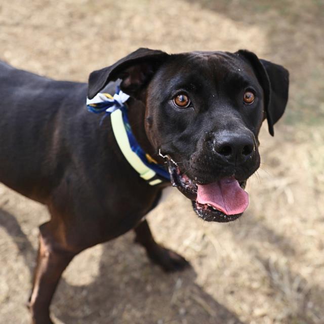 Bella, a Labrador Retriever, available for adoption