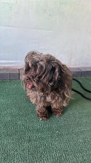 A5796126, a Terrier, available for adoption