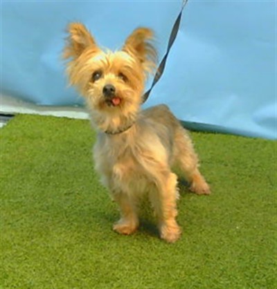 Poppy, a Terrier, available for adoption