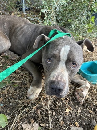 Caleb, a Pit Bull Terrier, available for adoption