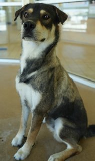 Pete, a Catahoula Leopard Dog (mix breed), available for adoption