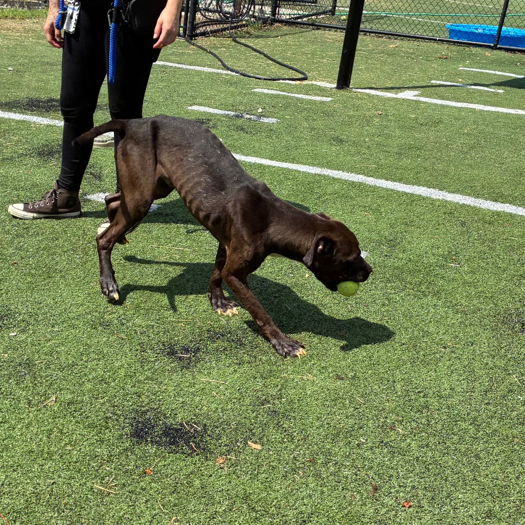 Other Photos of thie Dog