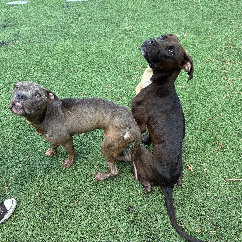 Other Photos of thie Dog
