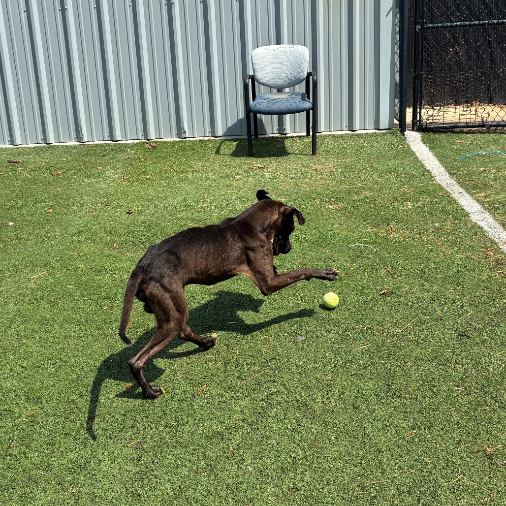 Other Photos of thie Dog