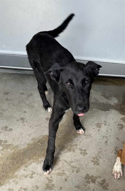 Luchador, a Retriever (mix breed), available for adoption