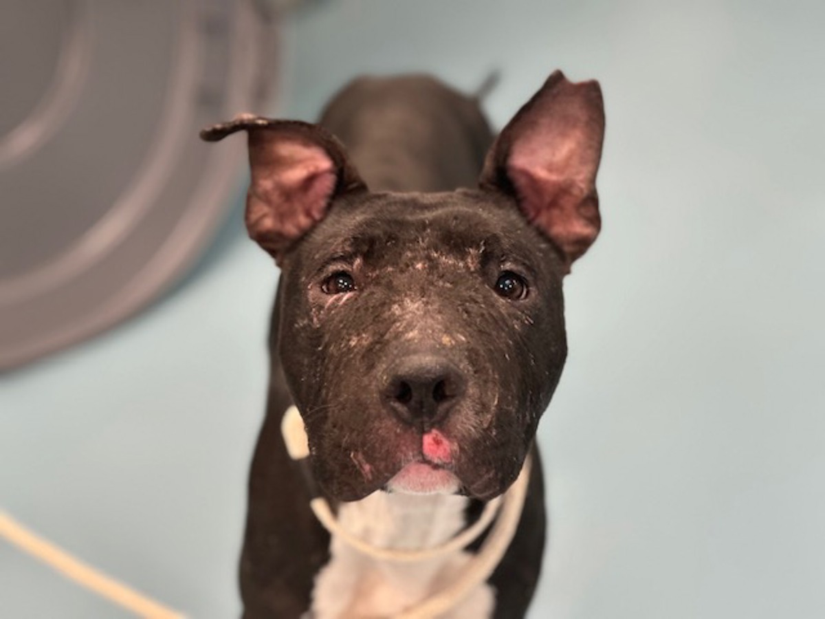 Koko, a Pit Bull Terrier, available for adoption