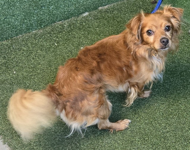 A5799003, a Chihuahua, available for adoption